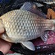 http://www.vivafishing.net/data/editor/2002/thumb-7a6f1515d0e4e45398ff5967a3397272_1582073960_459_80x80.jpg